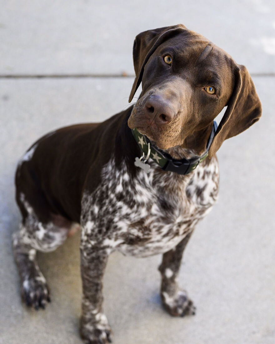 I Used My Phone To Make A &lsquo;Famous Painting&rsquo; Of My Adopted Dog To Celebrate His Birthday!