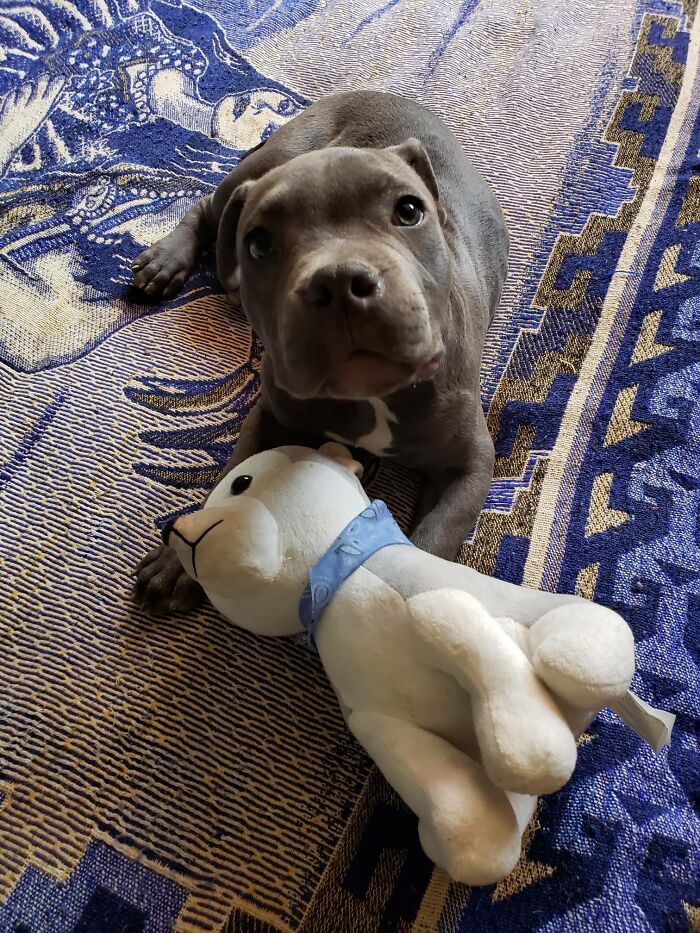 Puppy resting on a patterned rug next to a stuffed toy, showing growth and thriving after being saved by a boy’s letter. - 3