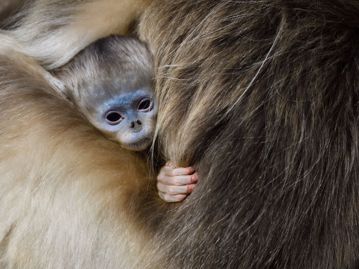 A baby monkey nestled in its mother's fur, showcasing a stunning wildlife moment captured by a photographer.