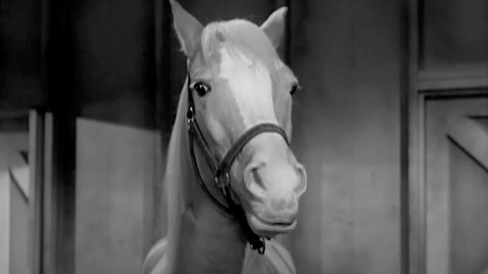 Hollywood regrets casting: A horse in a stable setting, monochrome image.