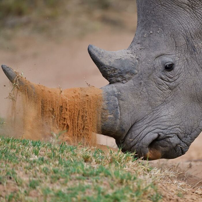 Rhinoceros in a dusty environment captured by photographer, showcasing stunning wildlife moments across the globe.