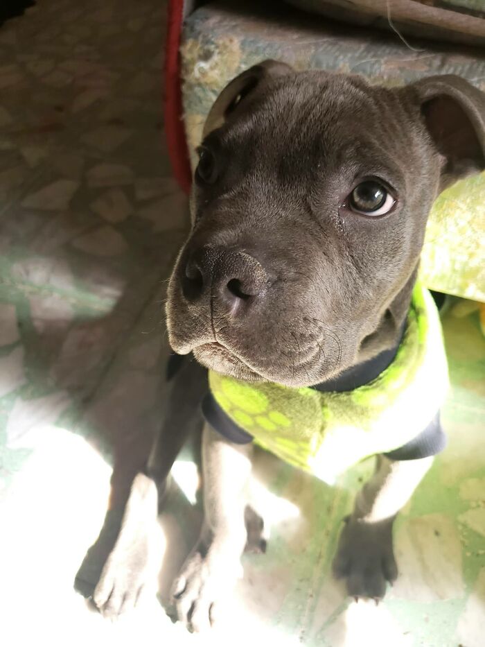Close-up of a puppy wearing a green vest, saved by a boy’s letter, sitting indoors with sunlight on the floor. - 6