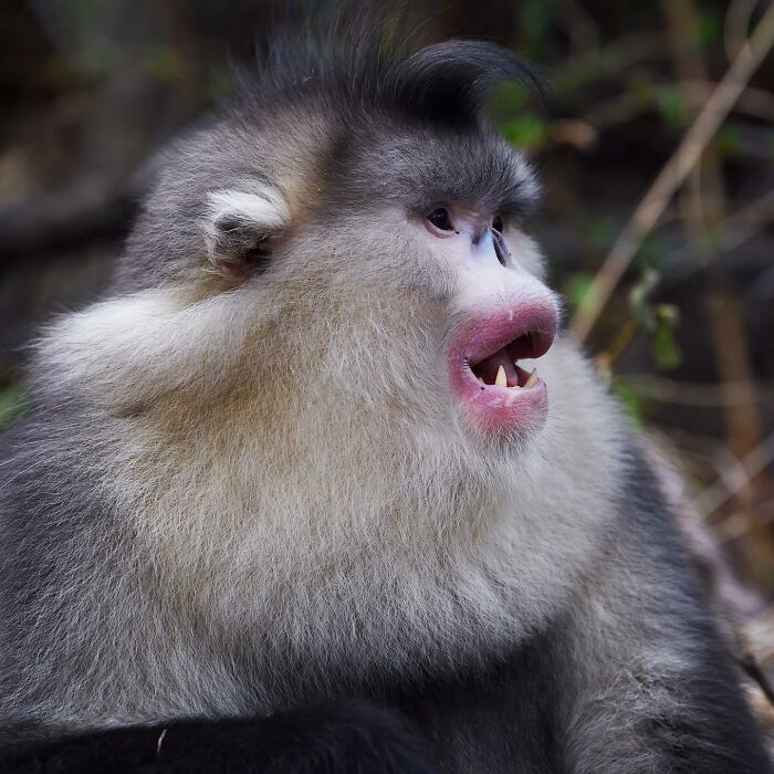 Wildlife moment: close-up of a snub-nosed monkey with an open mouth in a forest setting.