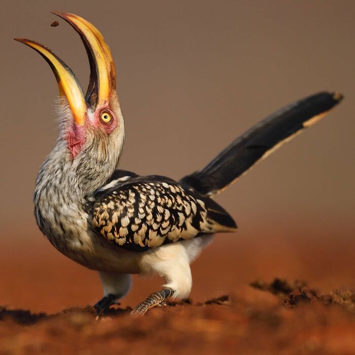 Yellow-billed hornbill in wildlife moment, beak open, against a soft blurred background.