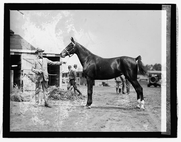 Man in vintage suit holding a horse by reins in a stable yard, rare photograph restored from glass negatives.