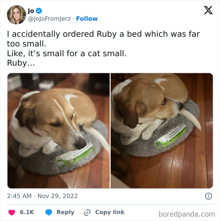 Dog on an overly small bed, looking uncomfortable.