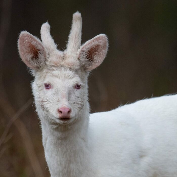 A white deer with small antlers in a natural setting, captured in a stunning wildlife moment by a traveling photographer.