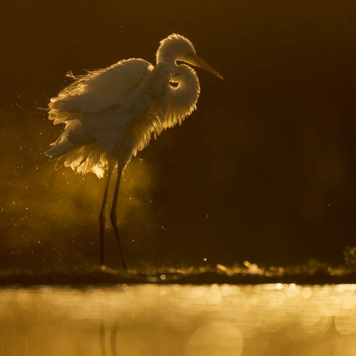 Wildlife photographer captures stunning image of a heron in golden light by the water's edge.