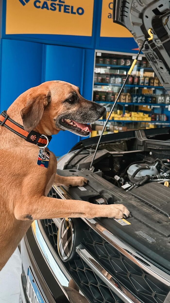 Brown dog at gas station inspecting car engine, symbolizing the remarkable story of Matuê saving hundreds of dogs. Brown dog at gas station inspecting car engine, symbolizing the remarkable story of Matuê saving hundreds of dogs.