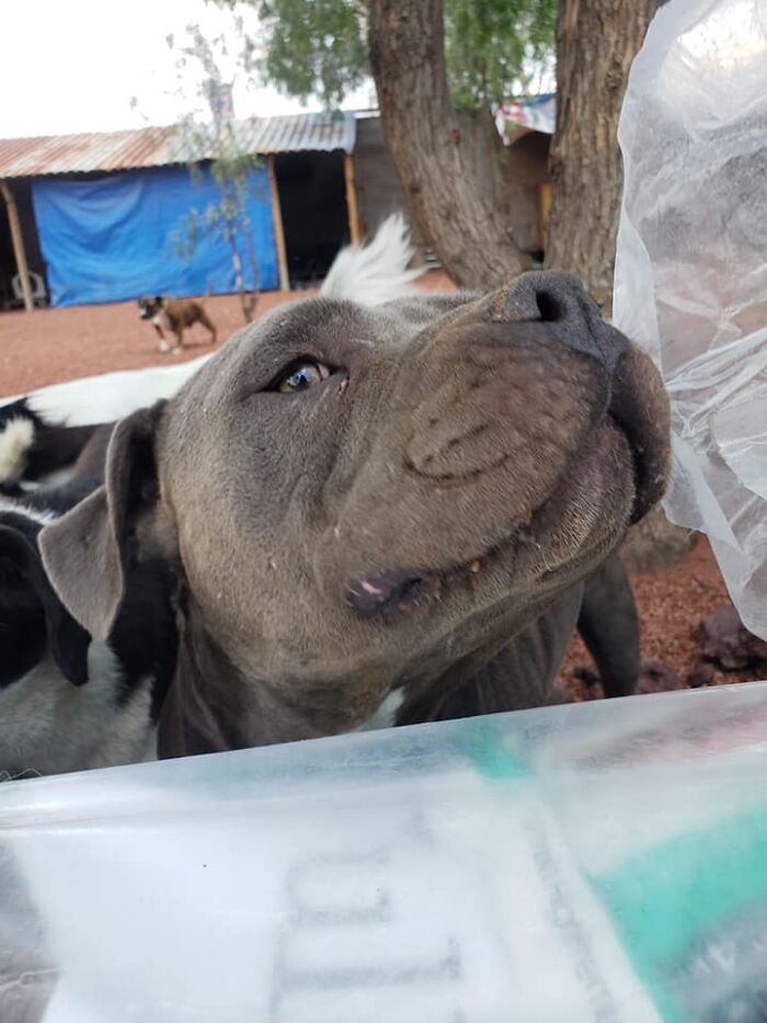 Close-up of a thriving dog with a gray coat in an outdoor setting, showcasing a strong and healthy puppy growth. - 10