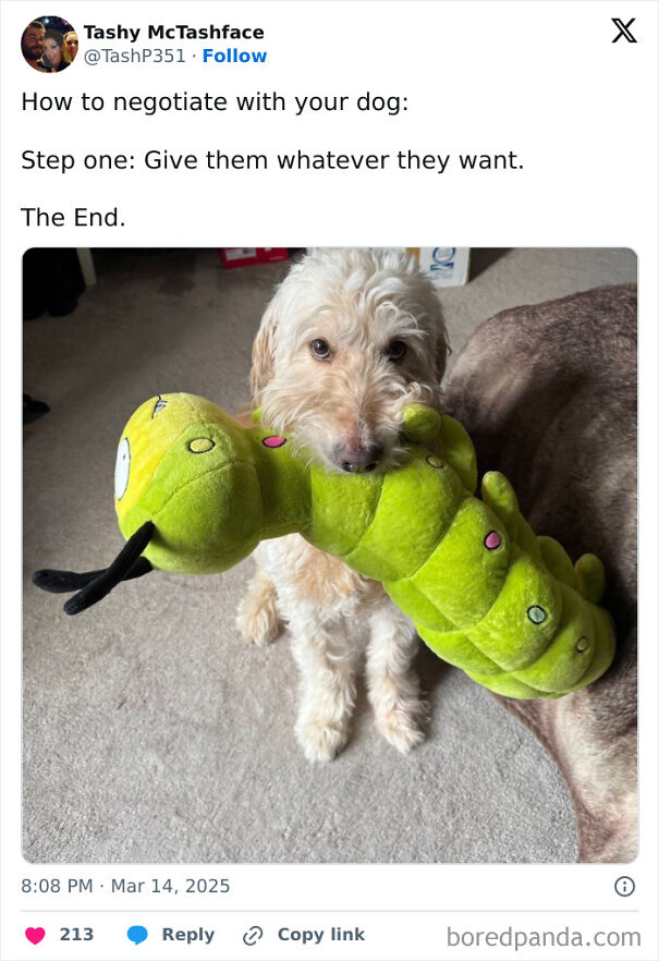 Dog with green plush toy showcasing humor and negotiation tactics.
