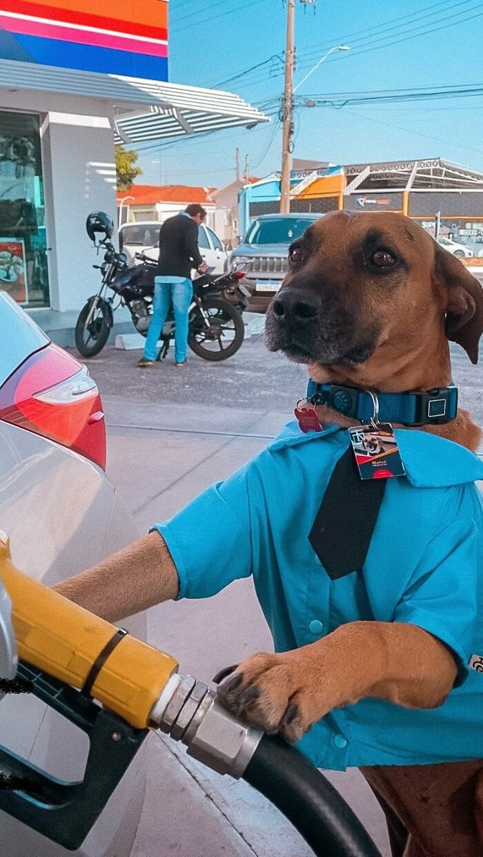 Dog dressed as a gas station attendant pumping fuel, highlighting Matuê the gas station hero saving hundreds of dogs. Dog dressed as a gas station attendant pumping fuel, highlighting Matuê the gas station hero saving hundreds of dogs.