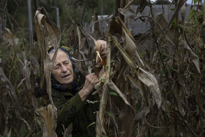 An elderly woman harvesting corn, highlighting the vulnerability of aging women amidst dried stalks.