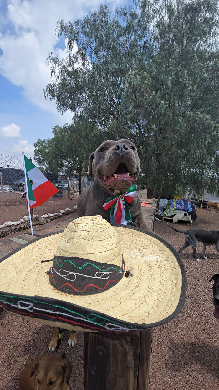 Large dog wearing a Mexican flag ribbon outdoors near a sombrero hat and the Mexican flag, thriving after being saved. - 9