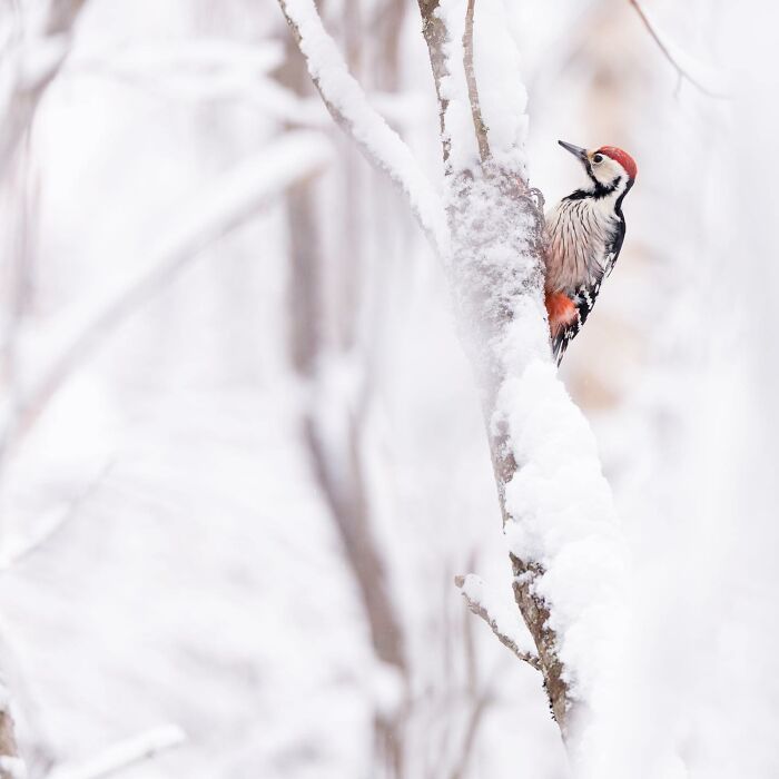 Woodpecker on a snowy tree, captured in a stunning wildlife moment.