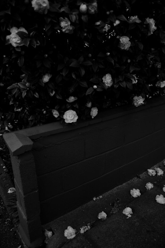 Gradient Loss - 20 March 2025 (14:24)