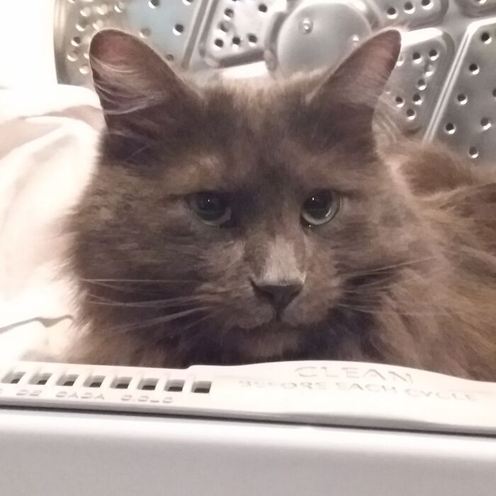 He Likes To Cuddle With The Warm Clothes In The Dryer……and Also With Me In The Morning Hours