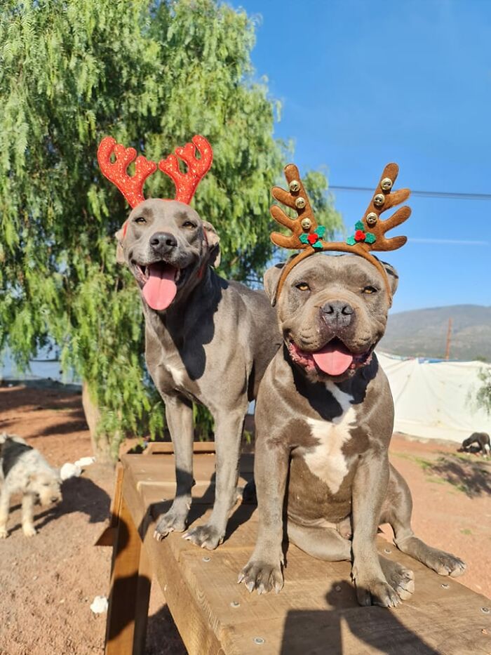 Two happy dogs wearing festive antlers outdoors, showing thriving growth after being saved as puppies. - 18