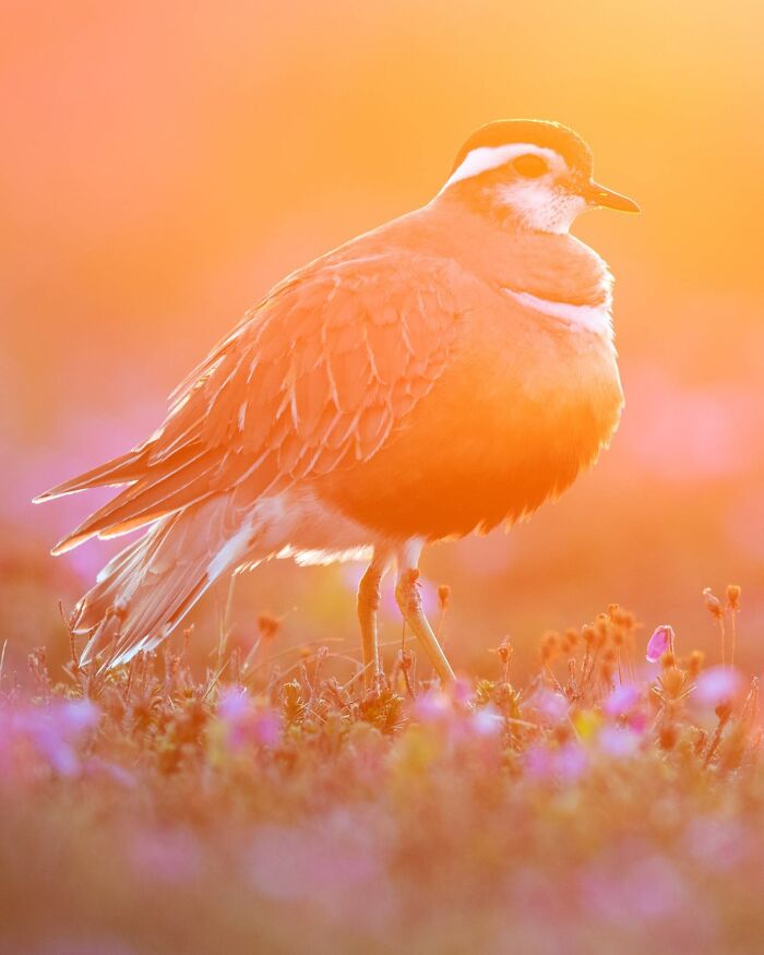 Wildlife moment of a bird in a sunlit field, captured at sunrise with soft, warm hues and vibrant flowers.