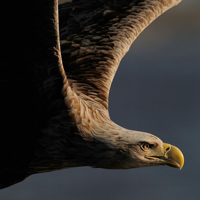 Eagle in flight with detailed feather texture, showcasing stunning wildlife photography against a dark background.