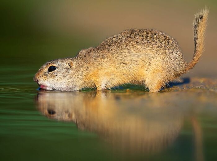 A gopher drinks from a reflective water surface, showcasing stunning wildlife moments.