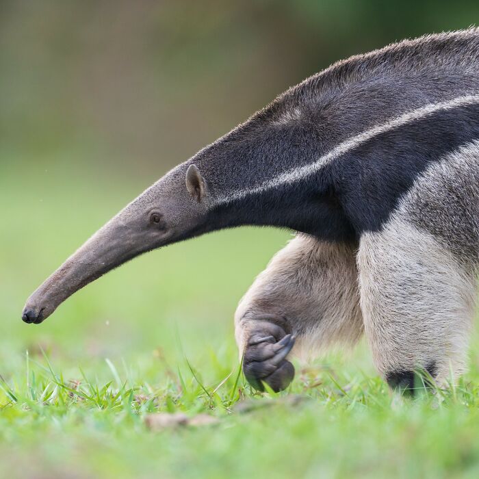 Anteater in a grassy field, captured in stunning wildlife photography.