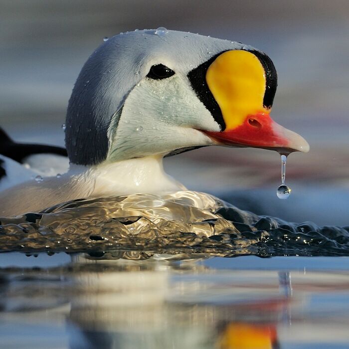 Vibrant king eider duck with water drop on beak, showcasing stunning wildlife captured by a traveling photographer.