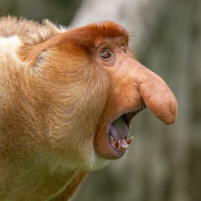 Proboscis monkey captured in a stunning wildlife moment, showing its side profile with mouth open.
