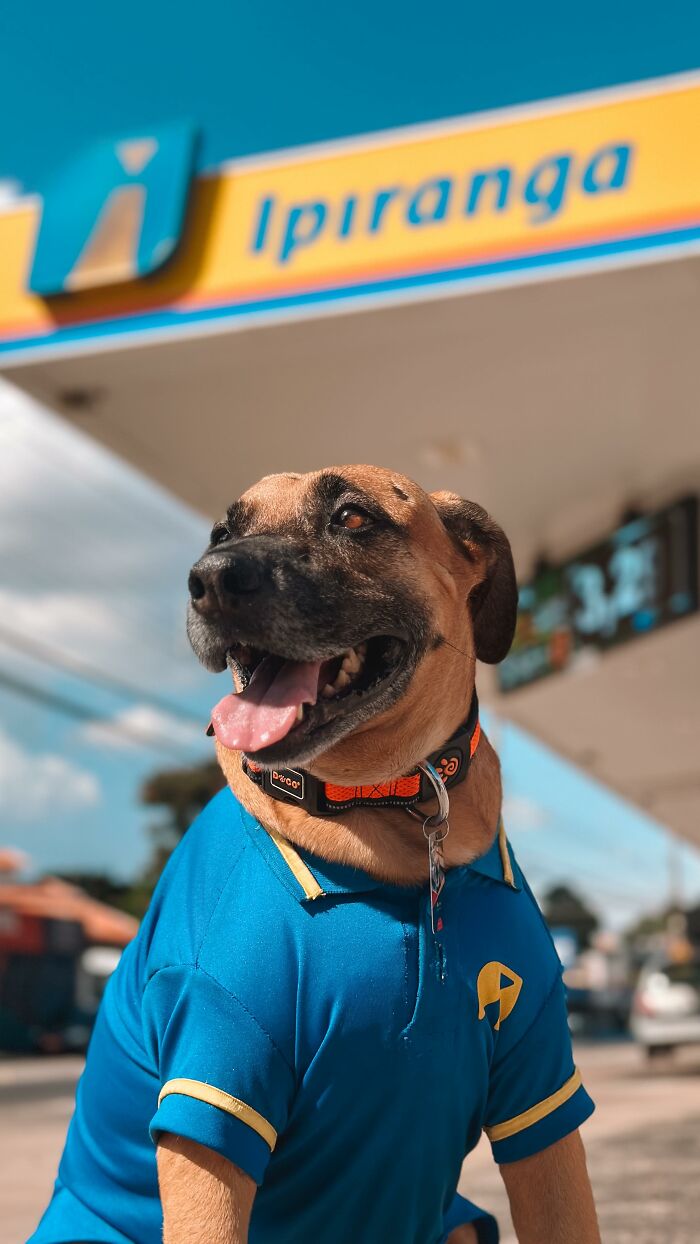Dog named Matuê wearing a gas station uniform, representing the hero saving hundreds of dogs at Ipiranga station. Dog named Matuê wearing a gas station uniform, representing the hero saving hundreds of dogs at Ipiranga station.