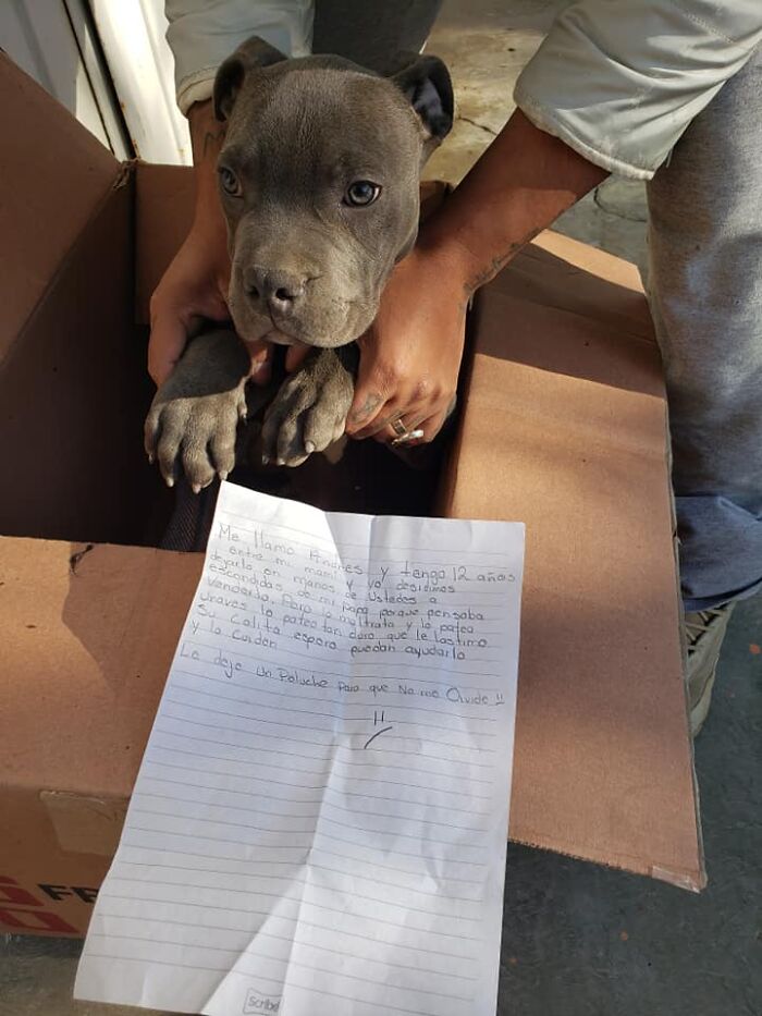 A gray puppy being held by a person inside a cardboard box with a handwritten letter in front of the puppy. - 1