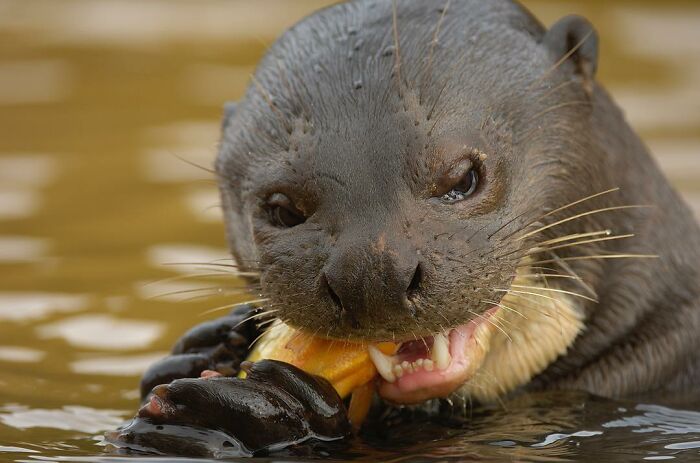 Close-up of an otter in water munching on food, showcasing stunning wildlife moments captured by a photographer.