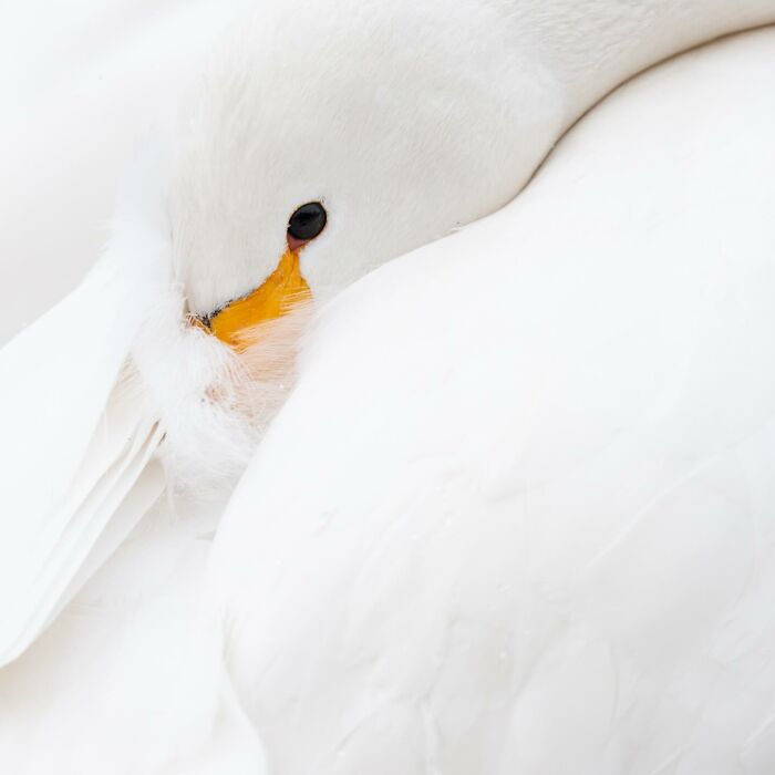 White duck resting, showcasing stunning wildlife moments captured globally by a photographer.