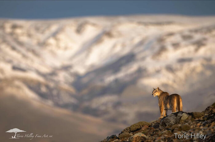 Wildlife beauty captured by Torie Hilley: a solitary cougar stands on rocky terrain against a snowy mountain backdrop.