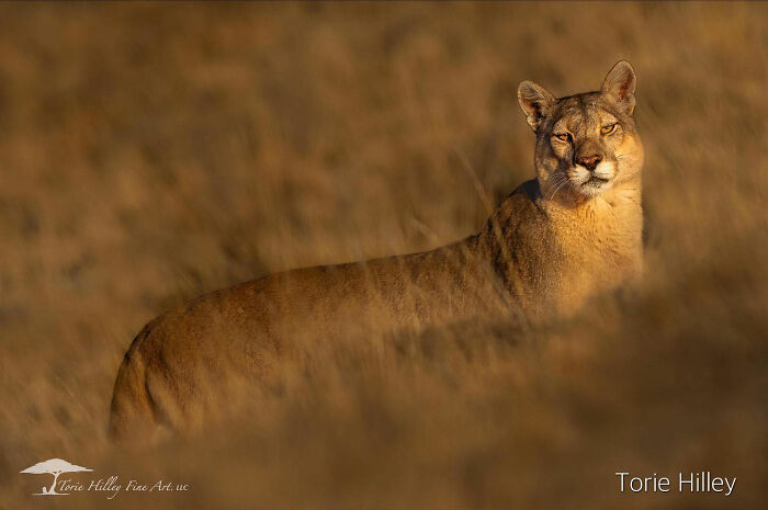 A cougar stands alert in a sunlit field, showcasing the raw beauty of wildlife.