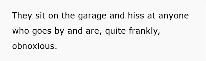 Text about neighbors' hissing cats sitting on the garage, described as obnoxious. Text about neighbors' hissing cats sitting on the garage, described as obnoxious.