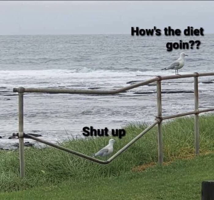 Two seagulls by the ocean with funny dad joke text about dieting, part of a collection of dad joke posts.