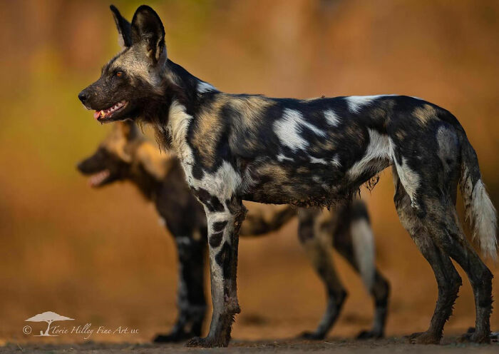 Wild African dogs standing in natural habitat, showcasing the raw beauty of wildlife.
