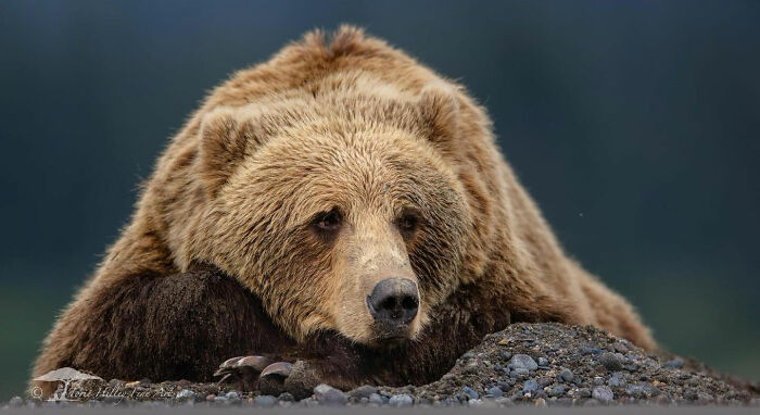 Bear resting on rocks, showcasing the raw beauty of wildlife.
