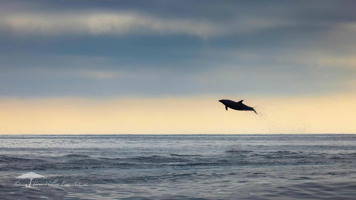 A dolphin leaps over the ocean at sunset, showcasing the raw beauty of wildlife.