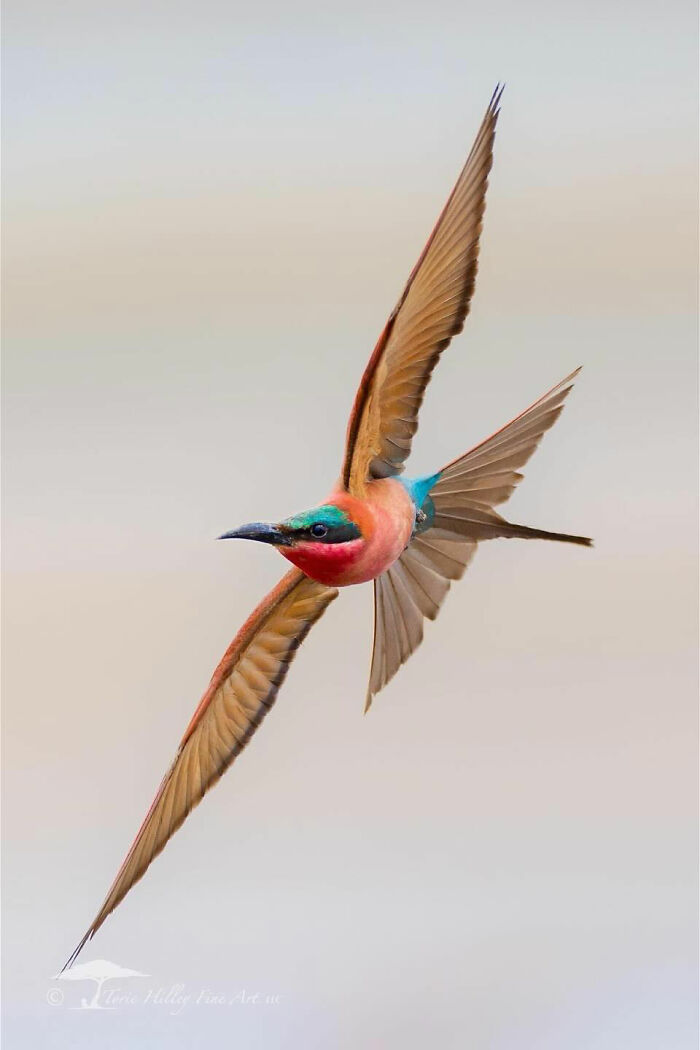 A colorful bird in flight displays the raw beauty of wildlife with outstretched wings against a soft background.
