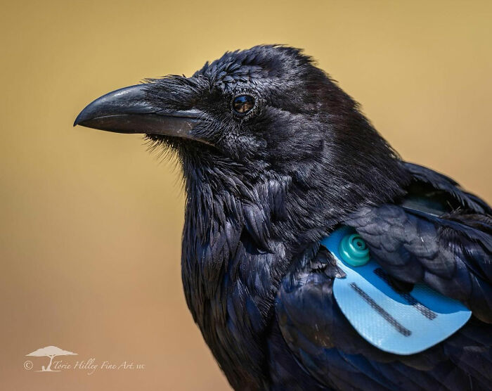 Close-up of a raven showcasing the raw beauty of wildlife, with a tracking tag visible on its wing.