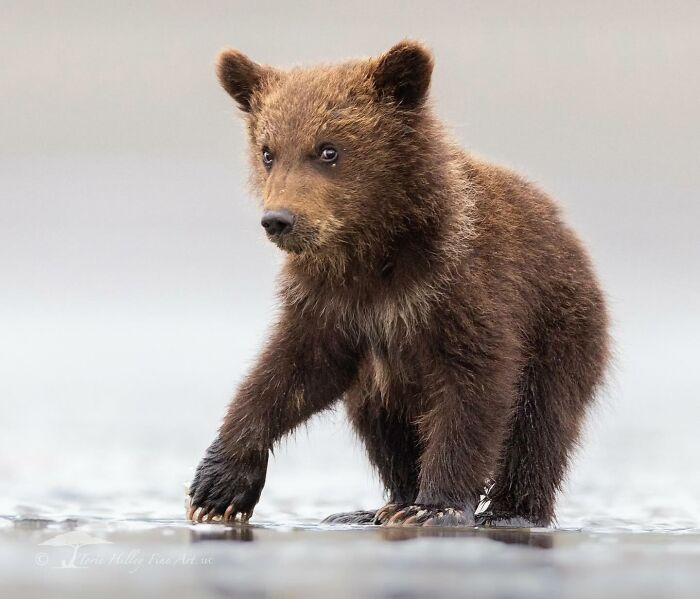 Young bear cub standing on wet ground, showcasing wildlife beauty.