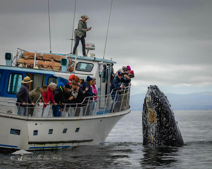 Tourists on a boat observing a breaching whale, capturing the raw beauty of wildlife.