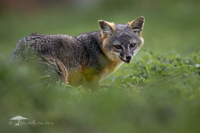 A fox standing in lush green grass, illustrating the raw beauty of wildlife captured by Torie Hilley.