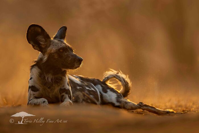 Wild dog lying in golden sunlight, showcasing the raw beauty of wildlife captured by Torie Hilley.