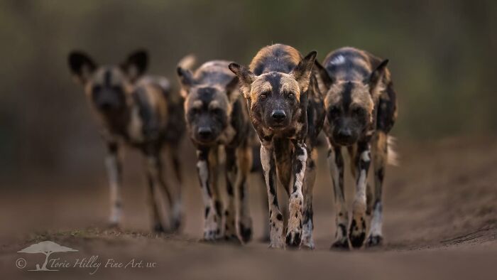 Pack of wild dogs walking in a line, showcasing the raw beauty of wildlife in their natural habitat.