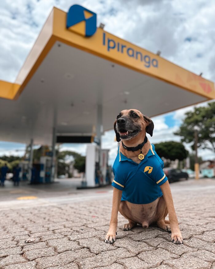 Dog wearing a gas station uniform sitting outside a fuel station, symbolizing the gas station hero saving hundreds of dogs. Dog wearing a gas station uniform sitting outside a fuel station, symbolizing the gas station hero saving hundreds of dogs.
