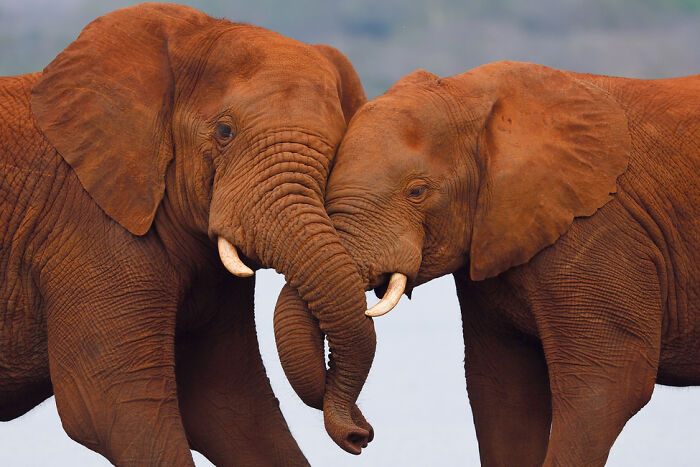 Two elephants interlock trunks, showcasing a stunning wildlife moment.