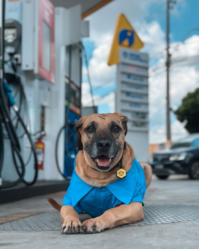 Dog wearing a blue shirt laying at a gas station, symbolizing the remarkable story of Matuê saving hundreds of dogs. Dog wearing a blue shirt laying at a gas station, symbolizing the remarkable story of Matuê saving hundreds of dogs.