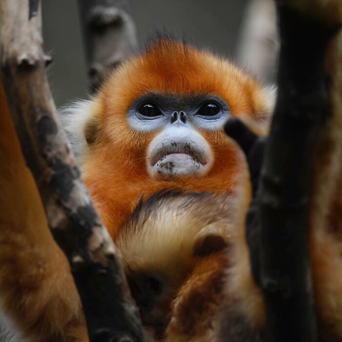 Golden monkey nestled among branches, showcasing stunning wildlife photography.